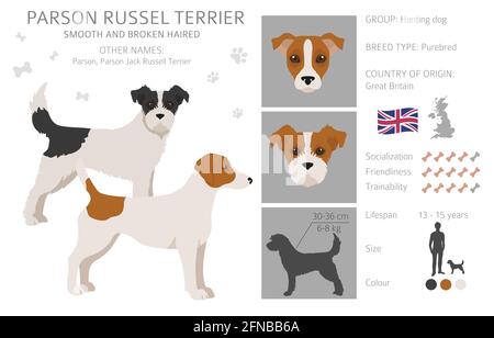 Parson Russel terrier clipart. Pose diverse, colori del rivestimento. Illustrazione vettoriale Illustrazione Vettoriale