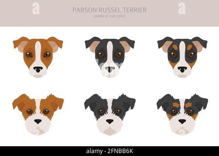 Parson Russel terrier clipart. Pose diverse, colori del rivestimento. Illustrazione vettoriale Illustrazione Vettoriale