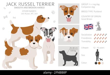 Jack Russel terrier in diverse pose e colori cappotto. Set di cani e cuccioli per adulti. Illustrazione vettoriale Illustrazione Vettoriale