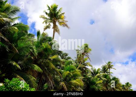 Folto boschetto di palme da cocco con cielo e nuvole nelle Isole Mariana, Micronesia Foto Stock