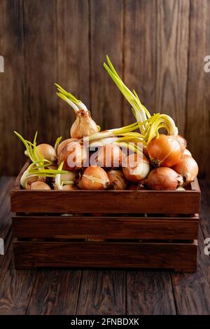 Un mucchio di cipolle biologiche con germogli verdi su sfondo scuro. Cipolla vecchia con radici e frecce verdi. Periodo di primavera dell'agricoltura. Cibo biologico backgroun Foto Stock