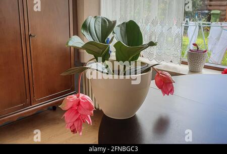 Pianta di Medinilla con bellissimi fiori rosa appesi Foto Stock
