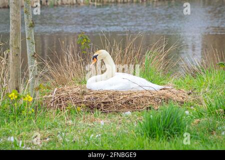 Cigno femminile si siede sul suo nido per schiudere le uova Foto Stock