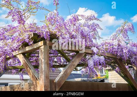 Wisteria sinensis (Wisteria cinese) color porpora cresce su una pergola Foto Stock