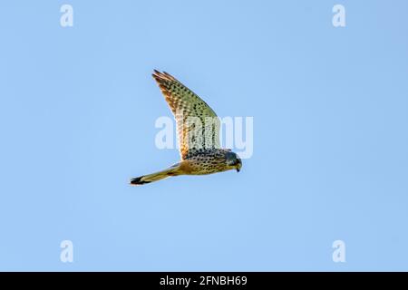 Un Kestrel dettagliato galleggia contro un bel cielo blu. L'uccello della preda è in cerca di preda Foto Stock