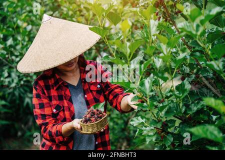 l'agricoltura o gli agricoltori raccolgono gelso fresco, gelso nero maturo e rosso immature sul ramo di albero. Frutti di bosco sani. Foto Stock