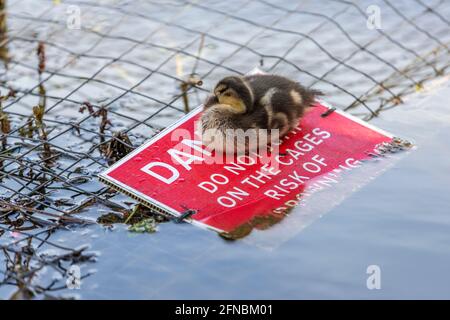 Northampton, Regno Unito.16 maggio 2021. Abington Park. Un paio di anatre di Mallard con un anatroccolo che sta poggiando su un cartello di pericolo sui cestini di filo intorno al bordo del lago che tiene fuori dalla strada della lontra che attualmente risiede nel lago del parco. Credit: Keith J Smith./Alamy Live News Foto Stock