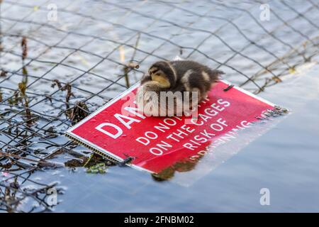 Northampton, Regno Unito.16 maggio 2021. Abington Park. Un paio di anatre di Mallard con un anatroccolo che sta poggiando su un cartello di pericolo sui cestini di filo intorno al bordo del lago che tiene fuori dalla strada della lontra che attualmente risiede nel lago del parco. Credit: Keith J Smith./Alamy Live News Foto Stock