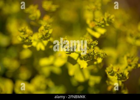 Flora di Gran Canaria - Euphorbia segetalis, spurge giallo-verde brillante, sfondo floreale Foto Stock