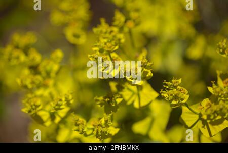 Flora di Gran Canaria - Euphorbia segetalis, spurge giallo-verde brillante, sfondo floreale Foto Stock