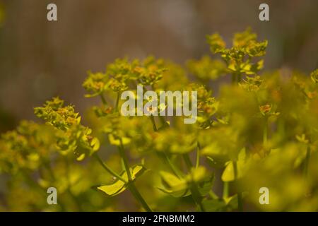 Flora di Gran Canaria - Euphorbia segetalis, spurge giallo-verde brillante, sfondo floreale Foto Stock