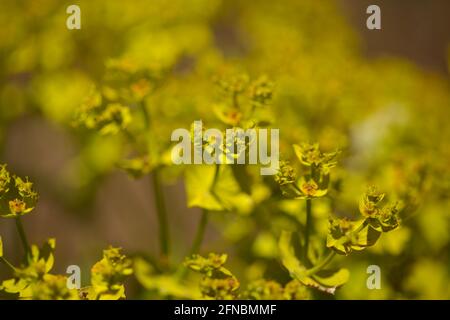 Flora di Gran Canaria - Euphorbia segetalis, spurge giallo-verde brillante, sfondo floreale Foto Stock