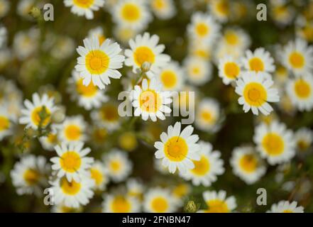 Flora di Gran Canaria - Glebionis coronaria, precedentemente chiamato Crisanthemum coronarium, terra crisantemo naturale macro sfondo floreale Foto Stock