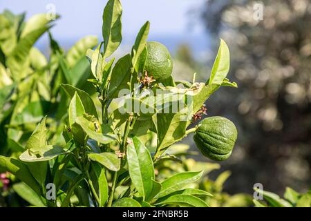 Limone verde giovane su una chioccia di albero. Vista sui limoni verdi freschi appesi al ramo con foglie verdi e sfondo in Grecia. Foto Stock