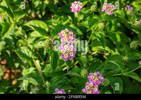 Bella Dianthus barbatus . Dolce William fiore su uno sfondo sfocato. Foto Stock