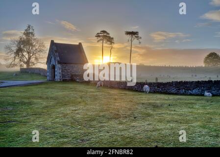 Le pecore pascolano intorno al perimetro di un cimitero all'alba nelle pianure di Curragh, Contea di Kildare, Irlanda. Foto Stock