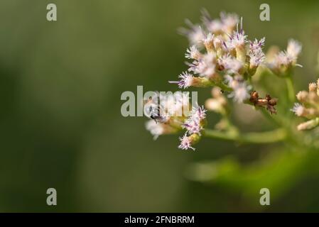 ape raccogliere cibo da fiore con spazio di copia Foto Stock