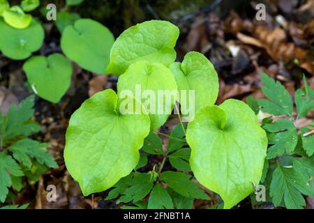 Foglie di Epimedium alpinum, il barrenwort alpino nella foresta Foto Stock