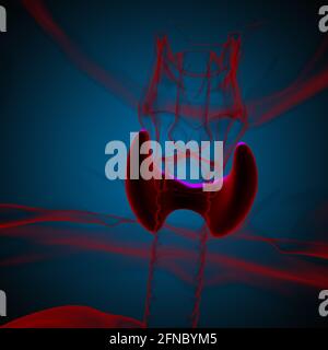 Anatomia della ghiandola tiroidea per l'illustrazione 3D del concetto medico Foto Stock