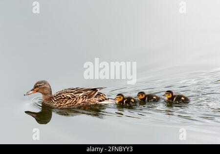 Tre giovani anatroccoli Mallard (Anas platyrhynchos), nuotano in una fila dietro la madre. Questi anatroccoli sono appena alcuni giorni vecchi Foto Stock