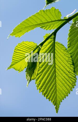 Ulmus foglie Ulmus glabra Wych elm foglia Primavera fogliame Foto Stock