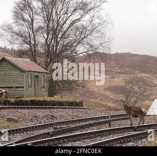 Cervo che attraversa la ferrovia a Rannoch stazione Foto Stock