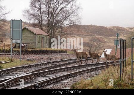 Cervo che attraversa la ferrovia a Rannoch stazione Foto Stock