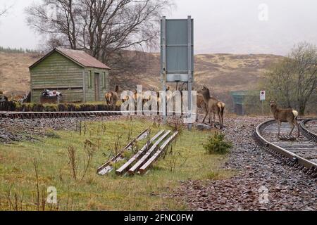 Cervo che attraversa la ferrovia a Rannoch stazione Foto Stock