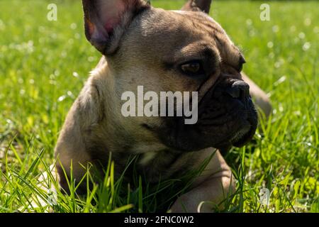 Carino bulldog francese si trova su un'erba verde in un parco e prendendo il sole. Carino animale domestico a piedi. Foto Stock