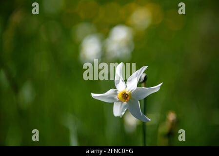 Il daffodil dei poeti (Narcissus poeticus) in primavera (Pyrénées Orientales, Occitanie, Francia) ESP: El narciso de los poetas en primavera (Pirineos) Foto Stock