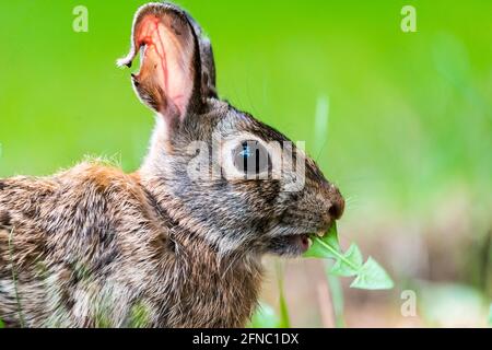 Profilo closeup di un coniglietto di Cottontail del New England che si munge su una foglia. Foto Stock