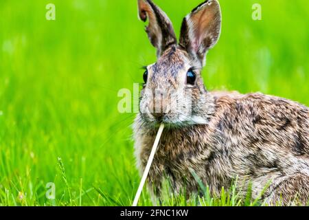 Closeup di un coniglio bunny cottontail del New England cortile, di fronte alla macchina fotografica e di munching su un dente di leone. Foto Stock