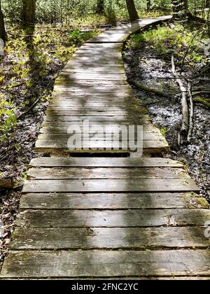 Passerella su un'area paludosa di bosco con stecche di legno rotte e mancanti. Londra, Ontario, Canada. Luce crepata. Foto Stock