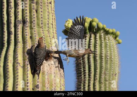 Gila pickers (Melanerpes uropygialis), volando dal nido in saguaro, deserto di sonora, Arizona Foto Stock