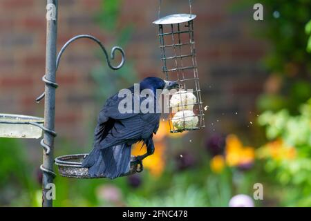 Ashford, Kent, Regno Unito. 16 maggio 2021. UK Weather: Mentre la pioggia muore, un grande Rook si guarda con cautela in giro prima di piccarsi su palle di grasso su un alimentatore di uccelli in un giardino di villaggio alla periferia di Ashford, Kent. Photo Credit: Paul Lawrenson/Alamy Live News Foto Stock