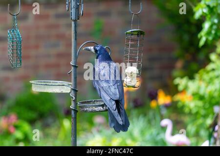 Ashford, Kent, Regno Unito. 16 maggio 2021. UK Weather: Mentre la pioggia muore, un grande Rook si guarda con cautela in giro prima di piccarsi su palle di grasso su un alimentatore di uccelli in un giardino di villaggio alla periferia di Ashford, Kent. Photo Credit: Paul Lawrenson/Alamy Live News Foto Stock