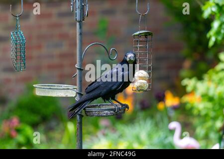 Ashford, Kent, Regno Unito. 16 maggio 2021. UK Weather: Mentre la pioggia muore, un grande Rook si guarda con cautela in giro prima di piccarsi su palle di grasso su un alimentatore di uccelli in un giardino di villaggio alla periferia di Ashford, Kent. Photo Credit: Paul Lawrenson/Alamy Live News Foto Stock