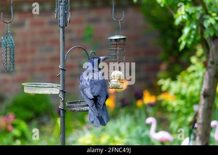 Ashford, Kent, Regno Unito. 16 maggio 2021. UK Weather: Mentre la pioggia muore, un grande Rook si guarda con cautela in giro prima di piccarsi su palle di grasso su un alimentatore di uccelli in un giardino di villaggio alla periferia di Ashford, Kent. Photo Credit: Paul Lawrenson/Alamy Live News Foto Stock