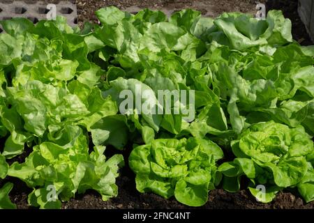 la lattuga verde o lattuga sativa cresce nella serra Foto Stock