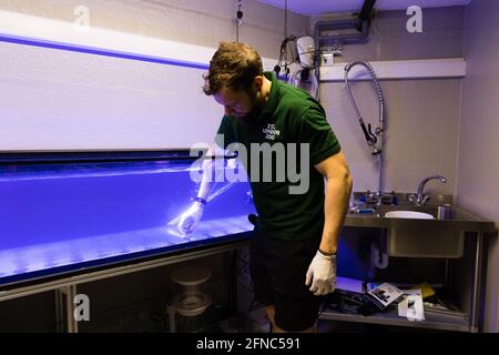 ZSL London Zoo Jeremy Simmons Plants Corals è stato salvato dal commercio illegale di fauna selvatica in un nuovo serbatoio di sette metri di lunghezza della barriera corallina questa mattina (domenica 16 maggio) - prima del lancio della nuova mostra dello Zoo, Tiny Giants: From Minibeast to Coral Reef. Le immagini dietro le quinte mostrano gli esperti aquarist e i custodi dello Zoo che si preparano per la prima volta domani (lunedì 17 maggio) ad aprire le porte dei minuscoli giganti, in linea con la tabella di marcia del governo per l’allentamento delle restrizioni. Foto Stock