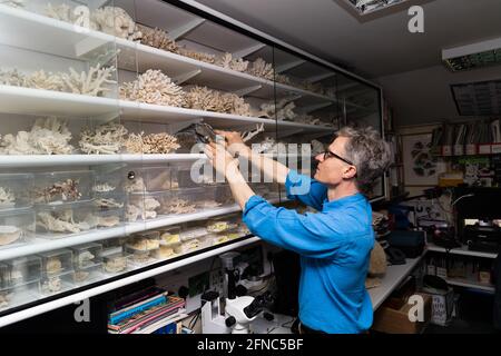 ZSL London Zoo Jeremy Simmons Plants Corals è stato salvato dal commercio illegale di fauna selvatica in un nuovo serbatoio di sette metri di lunghezza della barriera corallina questa mattina (domenica 16 maggio) - prima del lancio della nuova mostra dello Zoo, Tiny Giants: From Minibeast to Coral Reef. Le immagini dietro le quinte mostrano gli esperti aquarist e i custodi dello Zoo che si preparano per la prima volta domani (lunedì 17 maggio) ad aprire le porte dei minuscoli giganti, in linea con la tabella di marcia del governo per l’allentamento delle restrizioni. Foto Stock