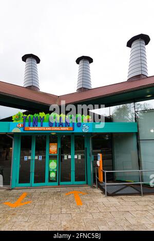 ZSL London Zoo Jeremy Simmons Plants Corals è stato salvato dal commercio illegale di fauna selvatica in un nuovo serbatoio di sette metri di lunghezza della barriera corallina questa mattina (domenica 16 maggio) - prima del lancio della nuova mostra dello Zoo, Tiny Giants: From Minibeast to Coral Reef. Le immagini dietro le quinte mostrano gli esperti aquarist e i custodi dello Zoo che si preparano per la prima volta domani (lunedì 17 maggio) ad aprire le porte dei minuscoli giganti, in linea con la tabella di marcia del governo per l’allentamento delle restrizioni. Foto Stock