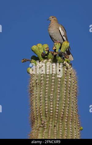 Colomba bianca (Zenaida asiatica), arroccata su cactus saguaro, deserto di sonora, Arizona Foto Stock