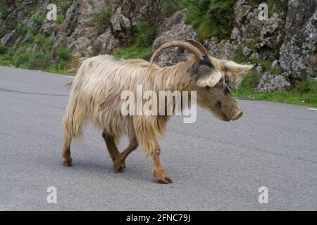 Capra selvatica beige con testa di maiale Foto Stock