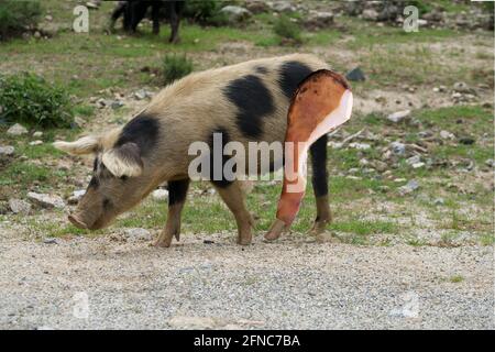 Maiale bianco-nero con prosciutto corso Foto Stock