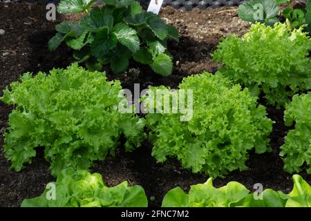 cichorium endivia cresce in serra con simile amaro-lievitato Foto Stock