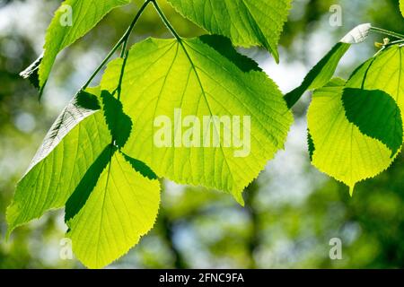 Tilia platyphyllos lascia il tiglio di grandi foglie che brilla attraverso il fogliame Foto Stock