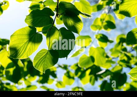 Luce del sole che splende attraverso foglie di tiglio tilia plyphyllos Foto Stock