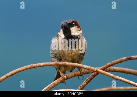 passero maschile su sfondo colorato fuori fuoco (.Passer domesticus ) Foto Stock