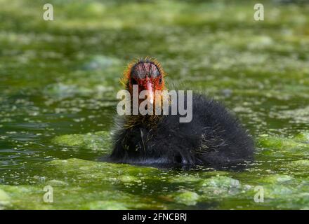 Un giovane piede eurasiatico (Fulica atra) conosciuto anche come il comune Coot tra alcune erbacce in un lago. Questo pulcino è probabilmente appena un giorno vecchio Foto Stock